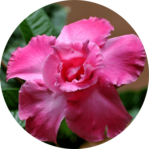 headera_flower